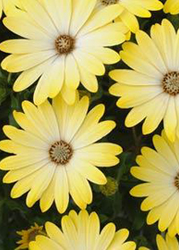 Osteospermum Serenity 'Lemonade'